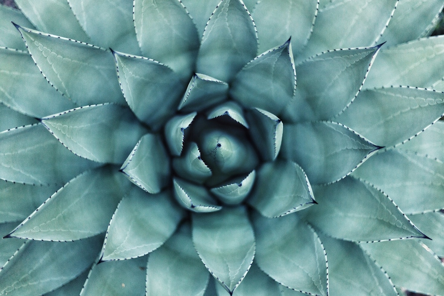 5 Simple Steps to Start Living Organic